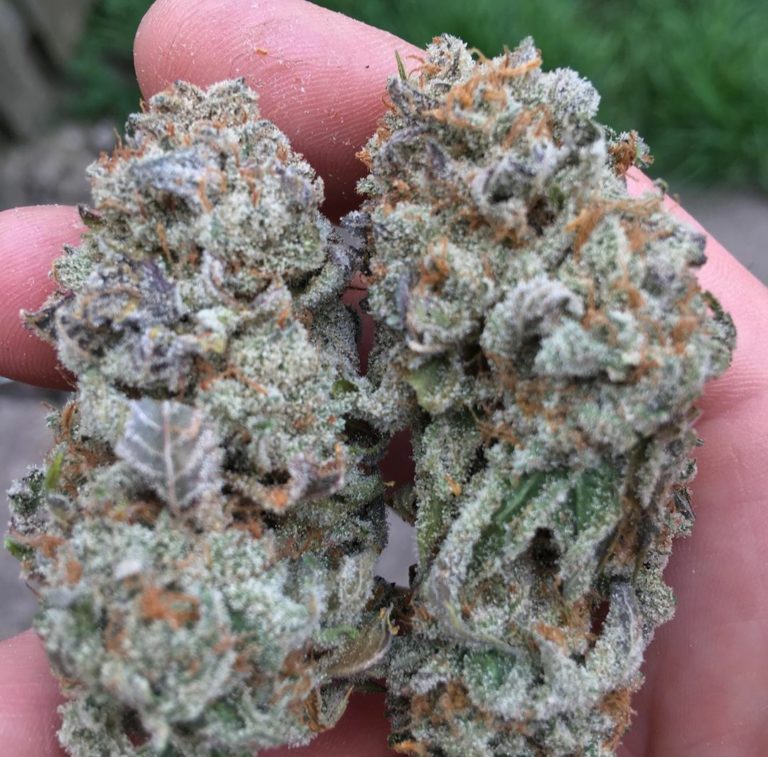 Buy Mimosa Strain - Buy Weed Online - Weedhomies