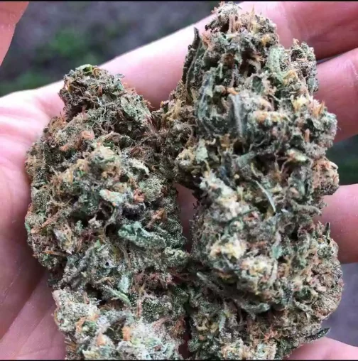 buy lemon haze strain.