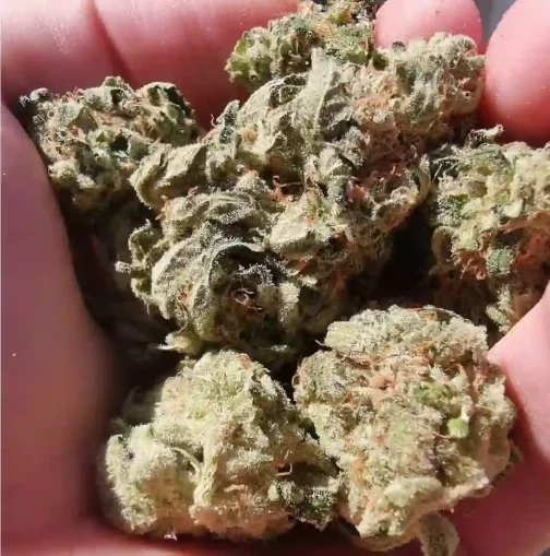 buy white widow strain